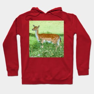 Fallow Deer on the Alert Hoodie